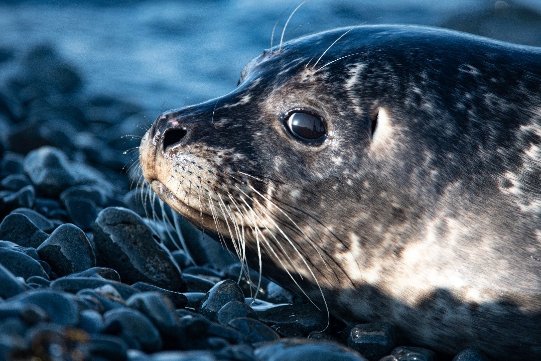 Свежий букет научных данных о жизни тюленя-цветка получат в заповеднике «Командорский» благодаря помощи WWF России